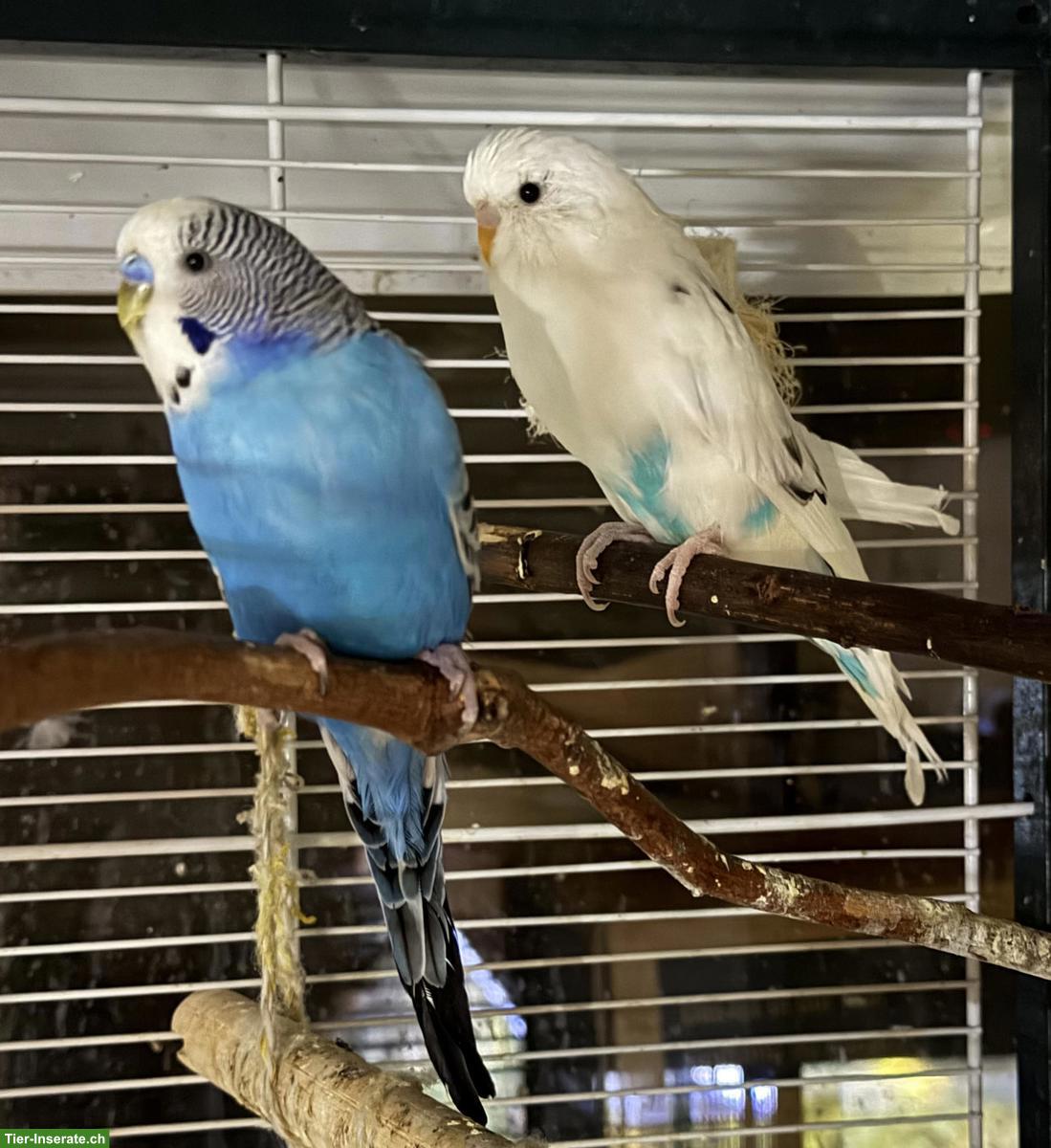 Bild 3: Wellensittich-Paar zu verkaufen, optional mit Voliere