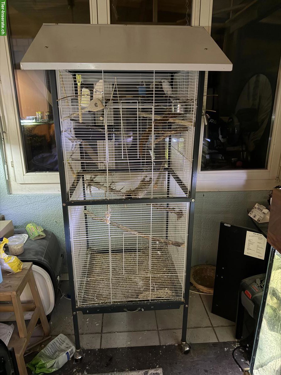Bild 4: Wellensittich-Paar zu verkaufen, optional mit Voliere
