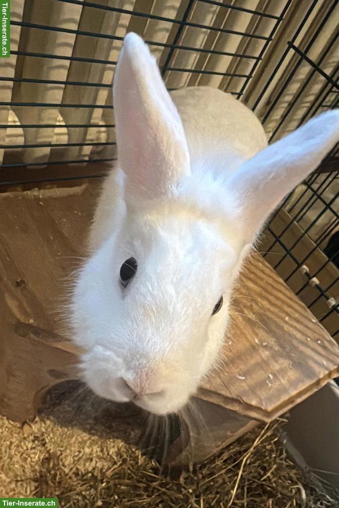 2 liebevolle Kaninchen abzugeben