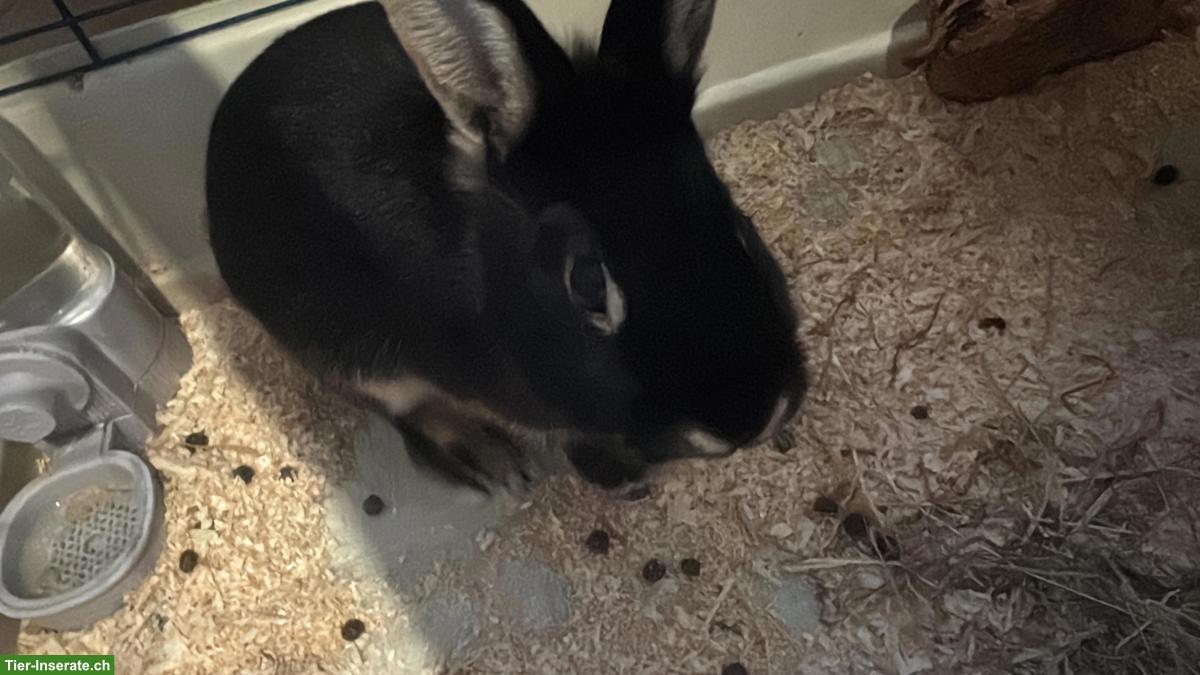 Bild 2: 2 liebevolle Kaninchen abzugeben