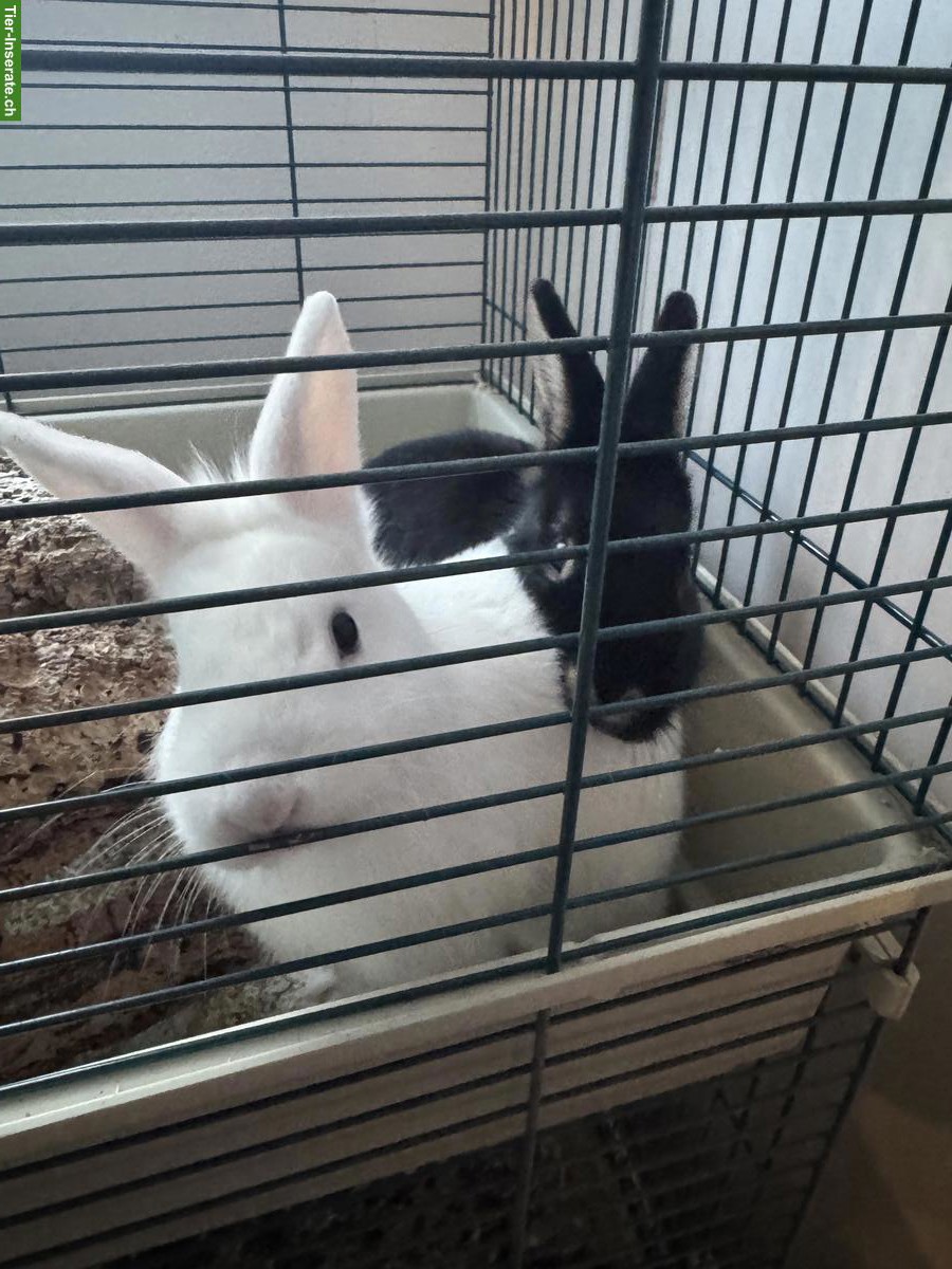 Bild 3: 2 liebevolle Kaninchen abzugeben