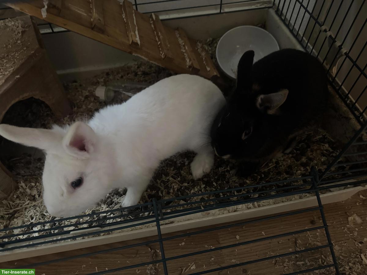 Bild 4: 2 liebevolle Kaninchen abzugeben