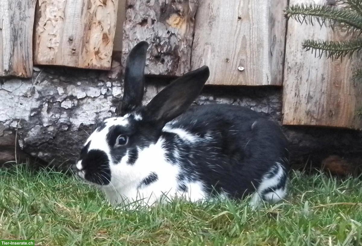 Kaninchen Männchen, schwarz-weiss