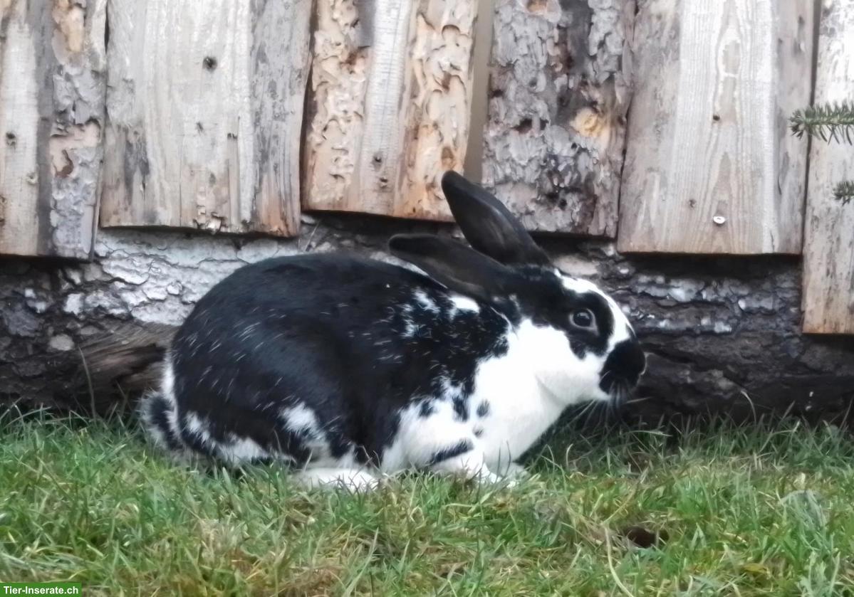 Bild 2: Kaninchen Männchen, schwarz-weiss