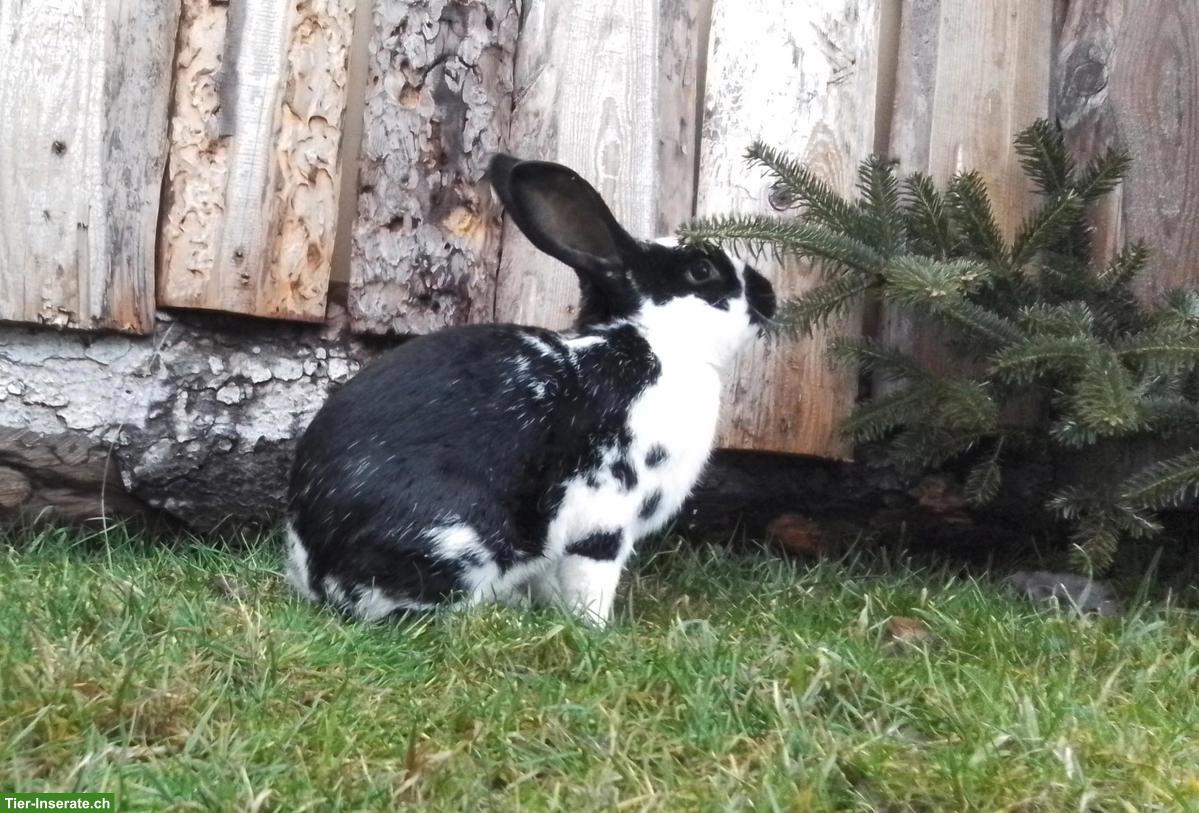 Bild 3: Kaninchen Männchen, schwarz-weiss