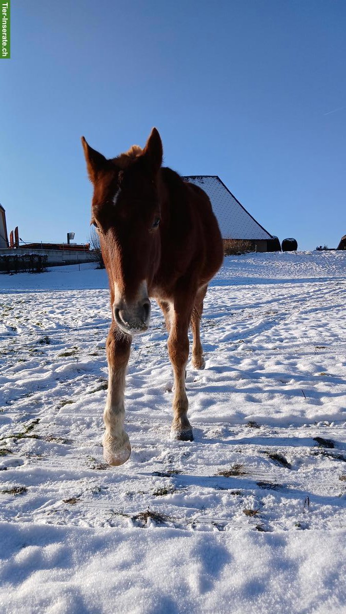 Bild 3: Freiberger Jährling, sehr menschenbezogen