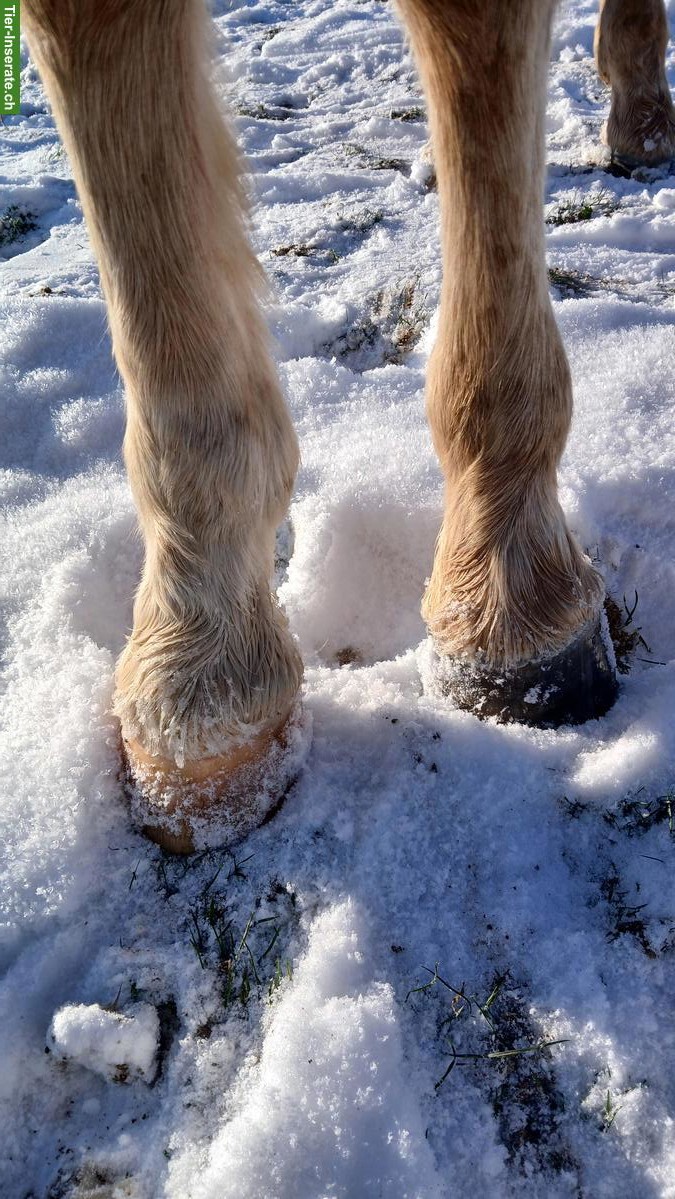 Bild 4: Freiberger Jährling, sehr menschenbezogen