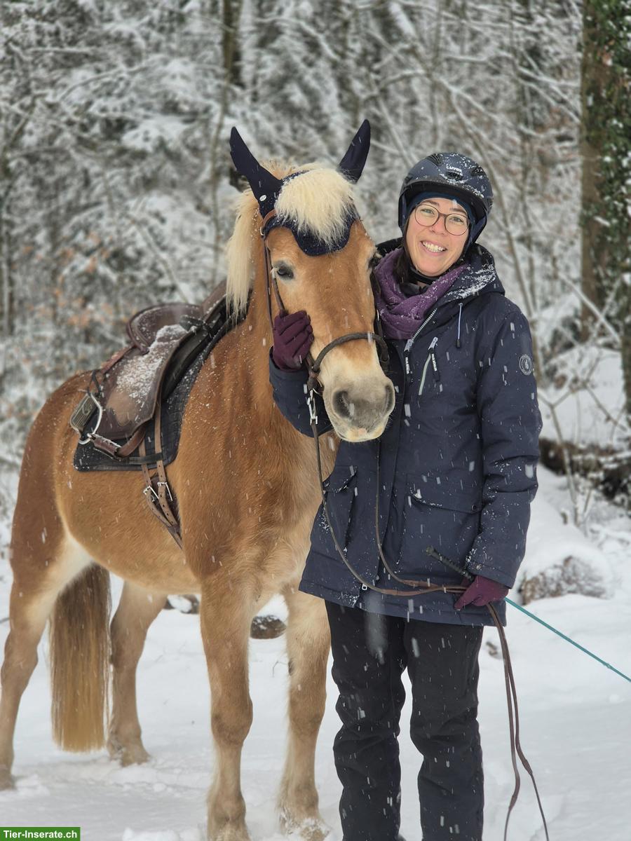 Reitbeteiligung für Haflinger gesucht in Gipf-Oberfrick AG