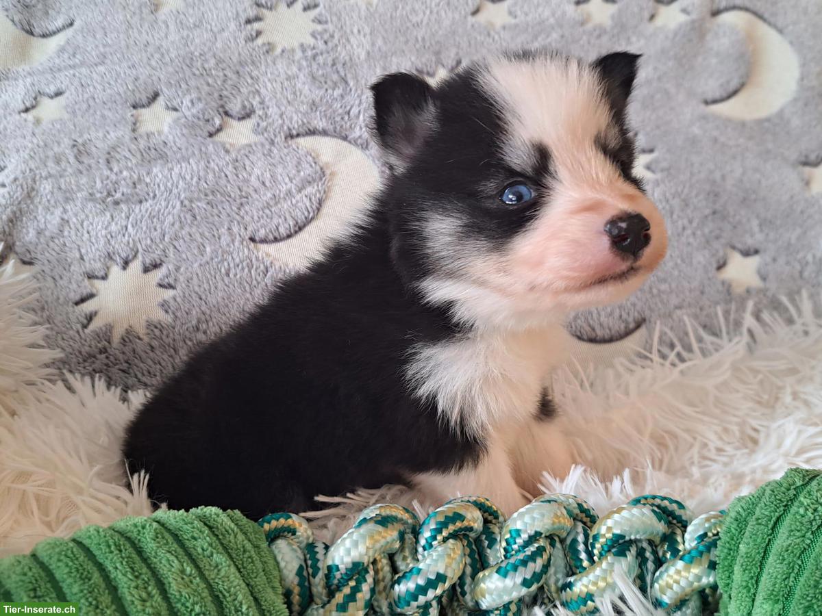 Wunderschöne Pomsky Welpen, Mini Husky
