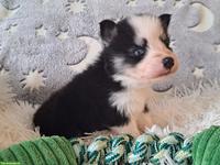 Wunderschöne Pomsky Welpen (Mini Husky)
