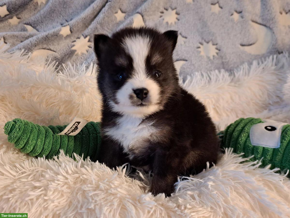 Bild 3: Wunderschöne Pomsky Welpen, Mini Husky