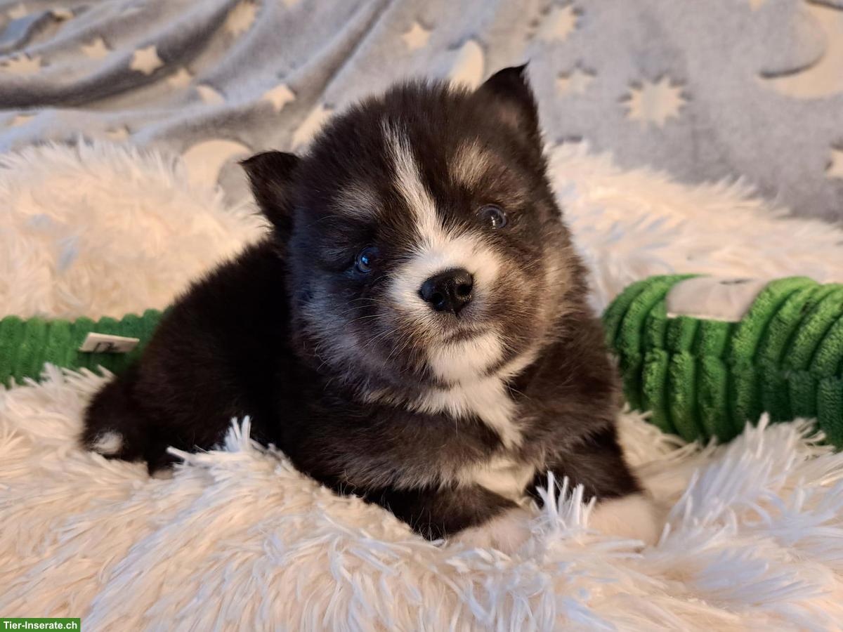 Bild 4: Wunderschöne Pomsky Welpen, Mini Husky