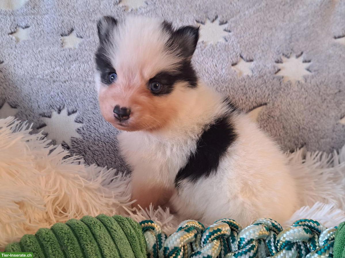 Bild 5: Wunderschöne Pomsky Welpen, Mini Husky