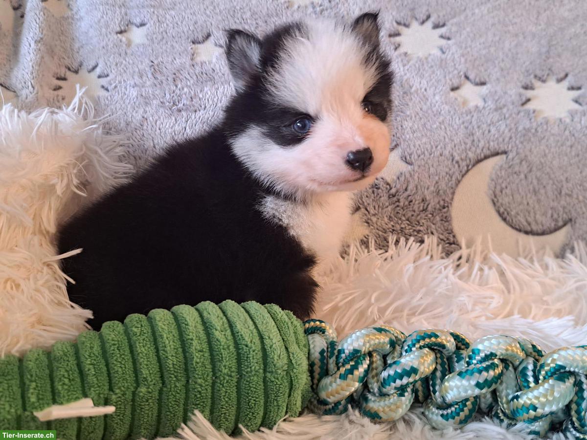 Bild 7: Wunderschöne Pomsky Welpen, Mini Husky