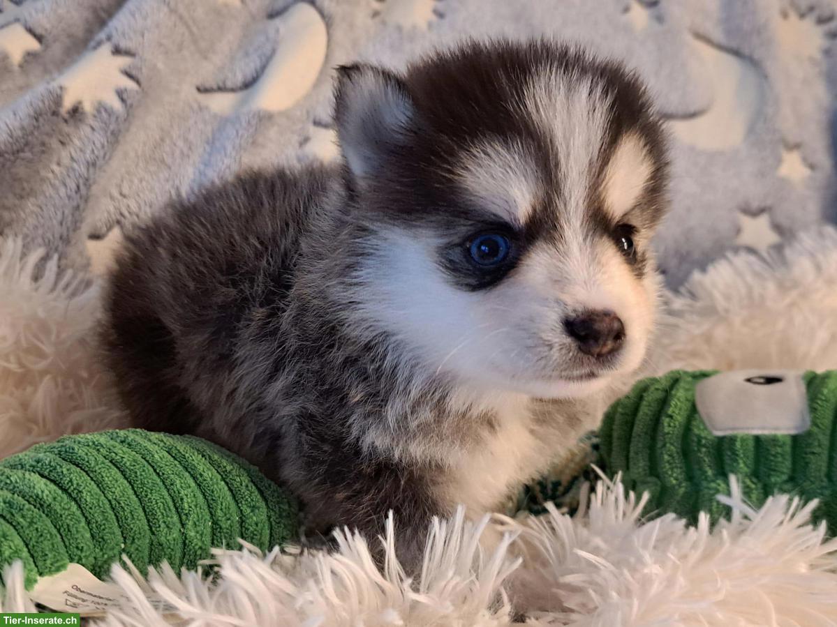 Bild 8: Wunderschöne Pomsky Welpen, Mini Husky