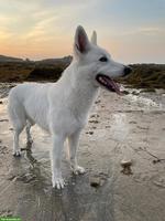 Ace, die wunderbare weisse Schäferhund-Prinzessin