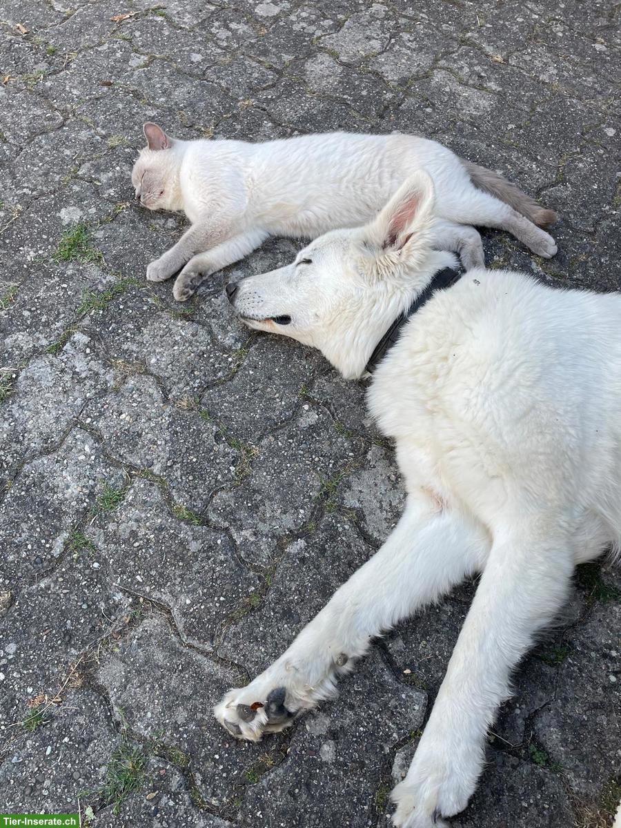 Bild 2: Ace, die wunderbare weisse Schäferhund-Prinzessin