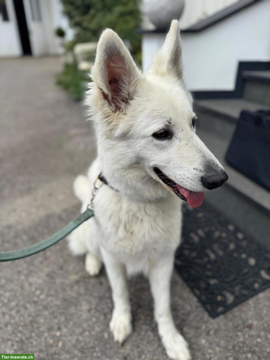 Bild 3: Ace, die wunderbare weisse Schäferhund-Prinzessin