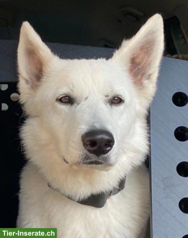 Bild 4: Ace, die wunderbare weisse Schäferhund-Prinzessin