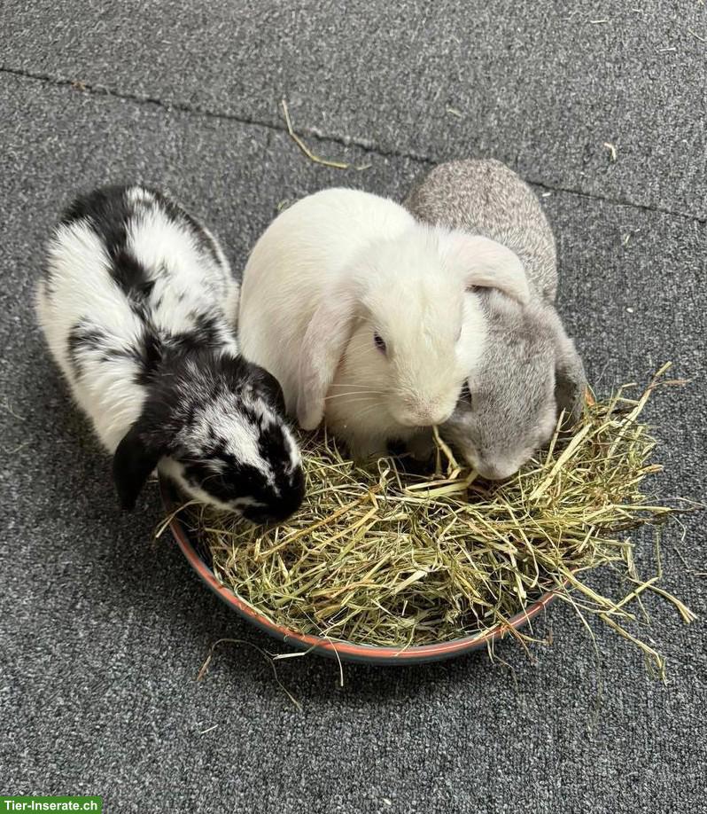 3 herzige Kaninchen suchen ein liebes Zuhause 🐰❤️