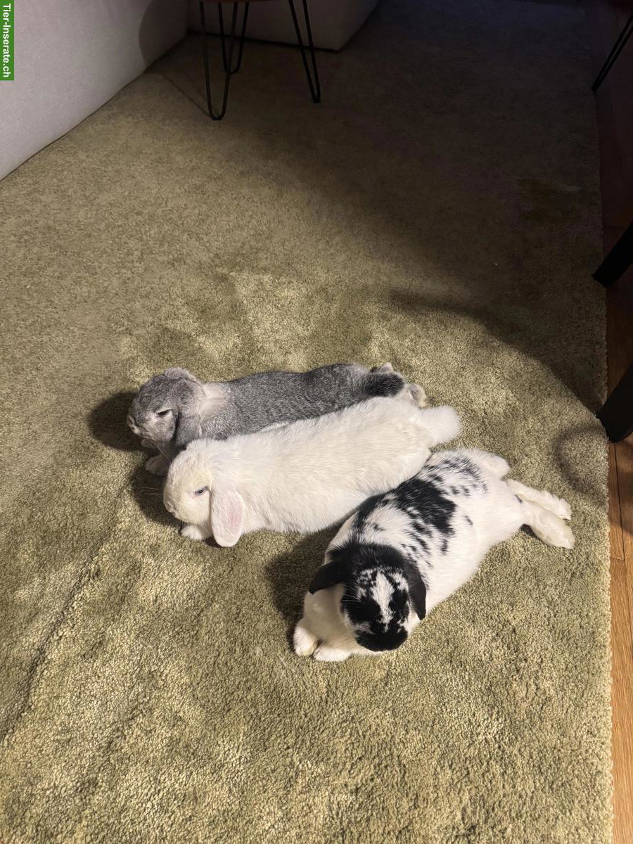 Bild 2: 3 herzige Kaninchen suchen ein liebes Zuhause 🐰❤️