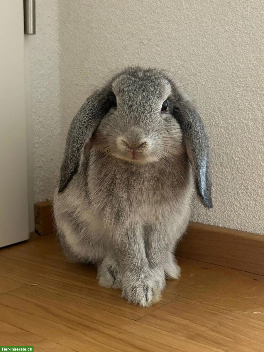 Bild 3: 3 herzige Kaninchen suchen ein liebes Zuhause 🐰❤️