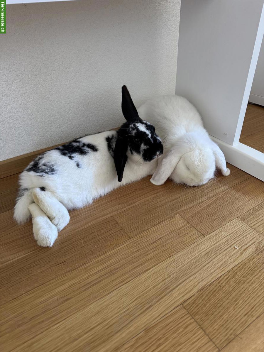 Bild 4: 3 herzige Kaninchen suchen ein liebes Zuhause 🐰❤️