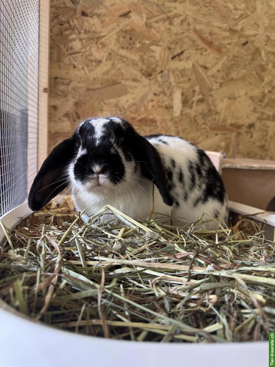 Bild 5: 3 herzige Kaninchen suchen ein liebes Zuhause 🐰❤️