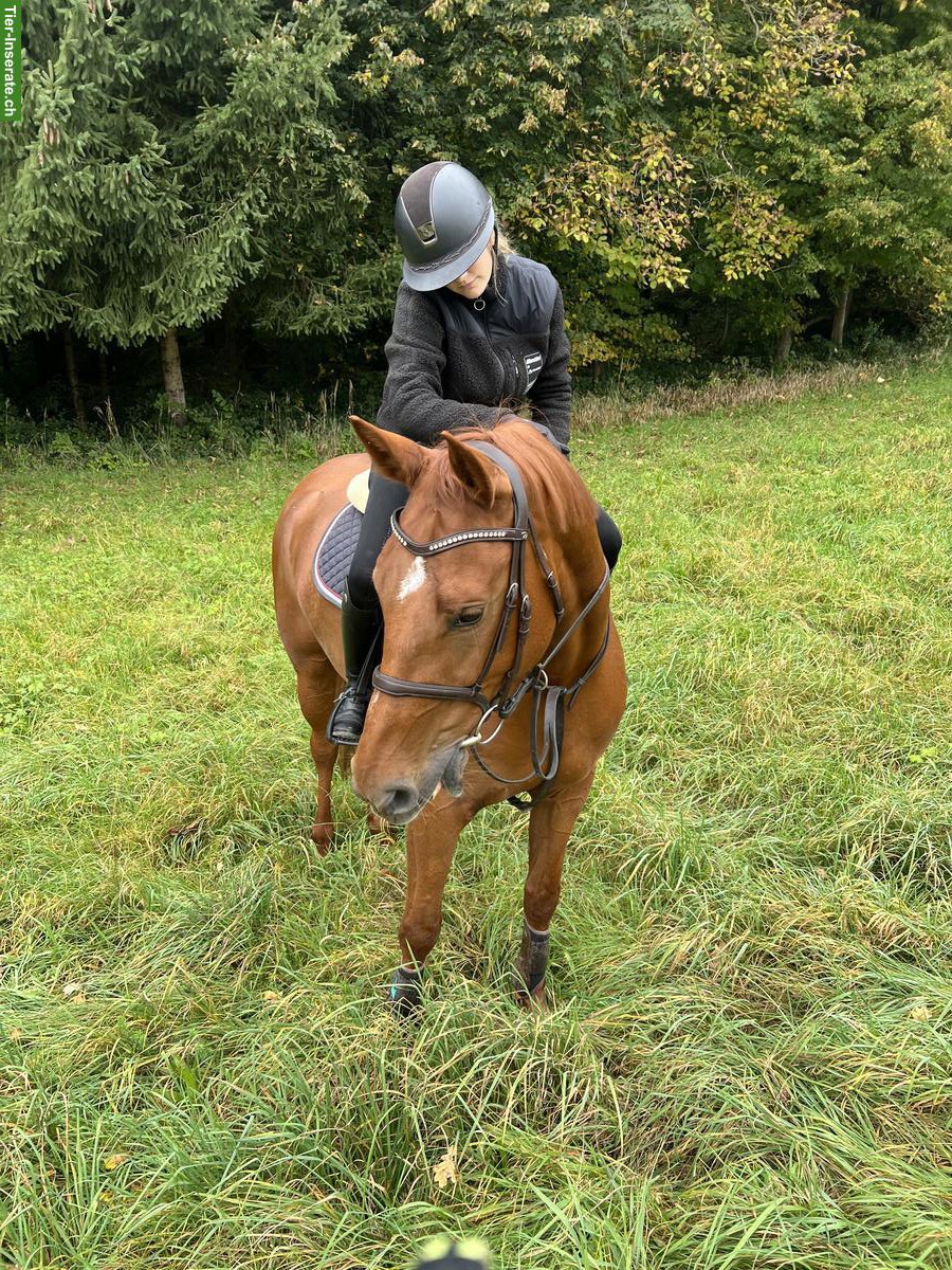 Biete Reitbeteiligung in Volketswil auf toller Fuchsstute