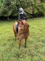 Biete Reitbeteiligung in Volketswil auf toller Fuchsstute
