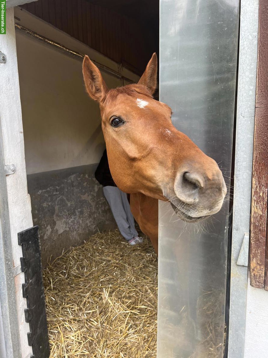 Bild 2: Biete Reitbeteiligung in Volketswil auf toller Fuchsstute
