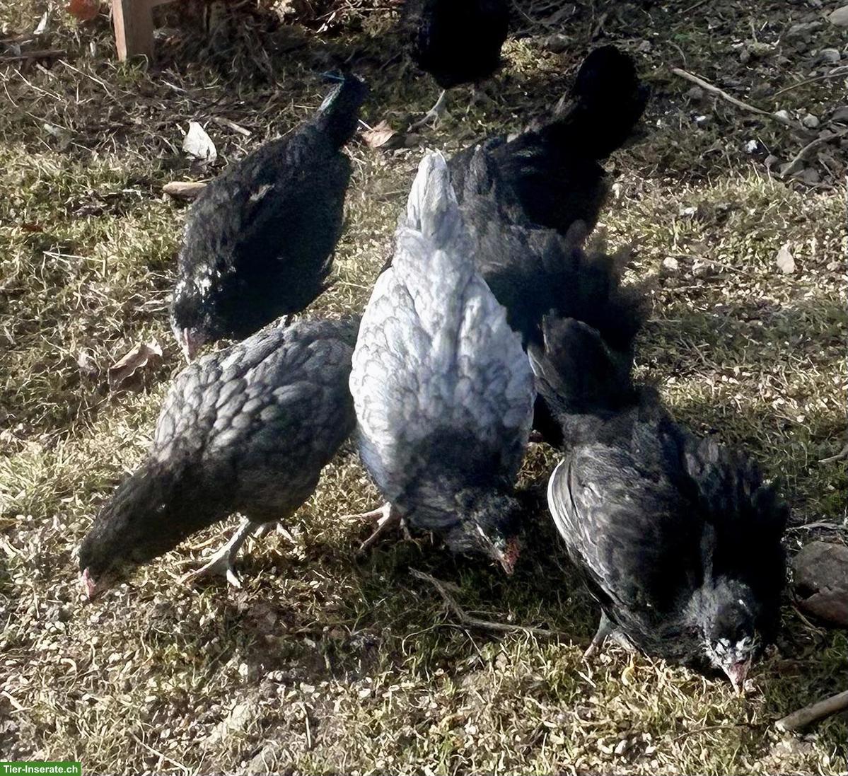 11 Araucana Jungtiere aus Naturbrut