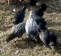 11 Araucana Jungtiere aus Naturbrut