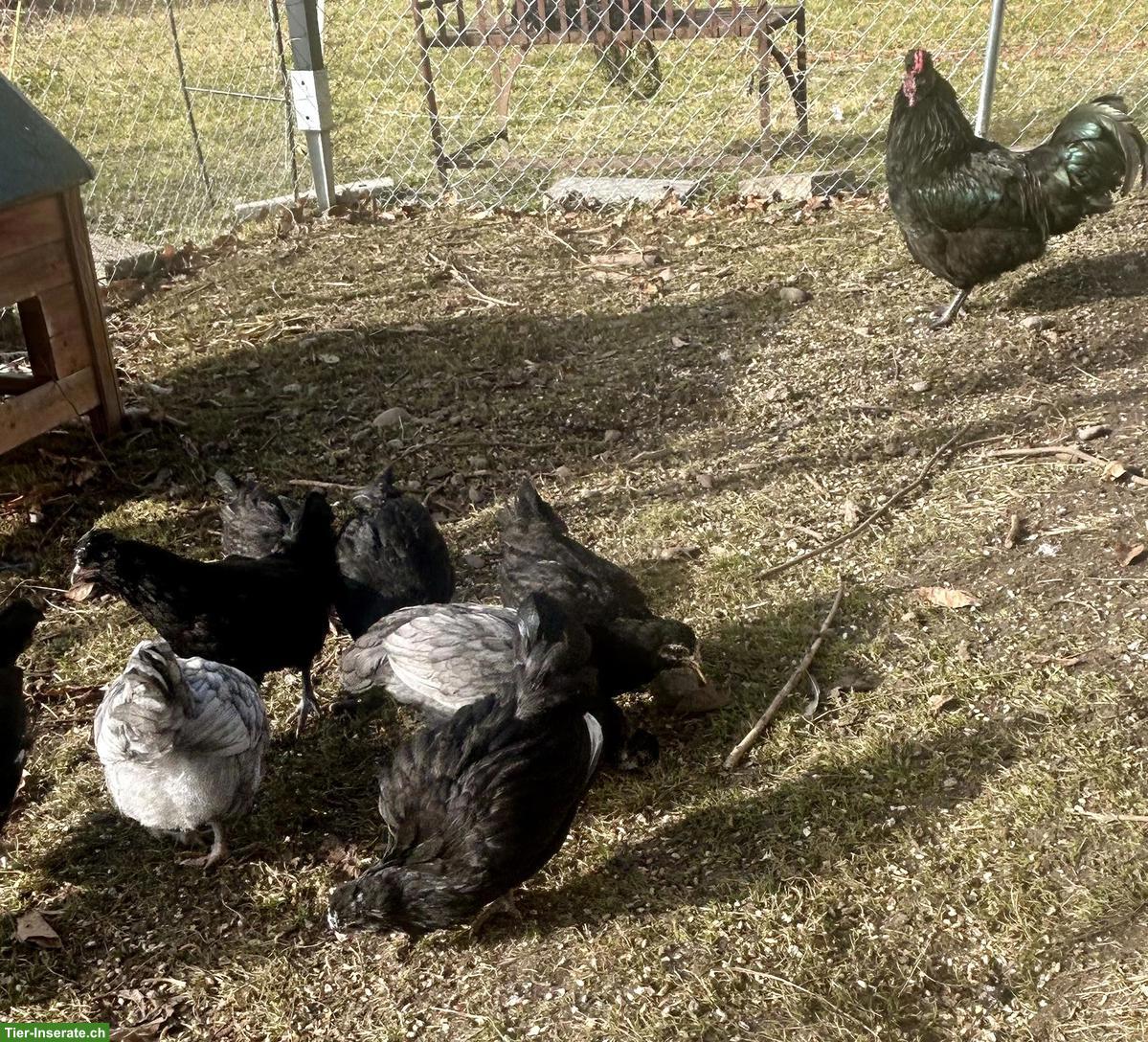 Bild 2: 11 Araucana Jungtiere aus Naturbrut