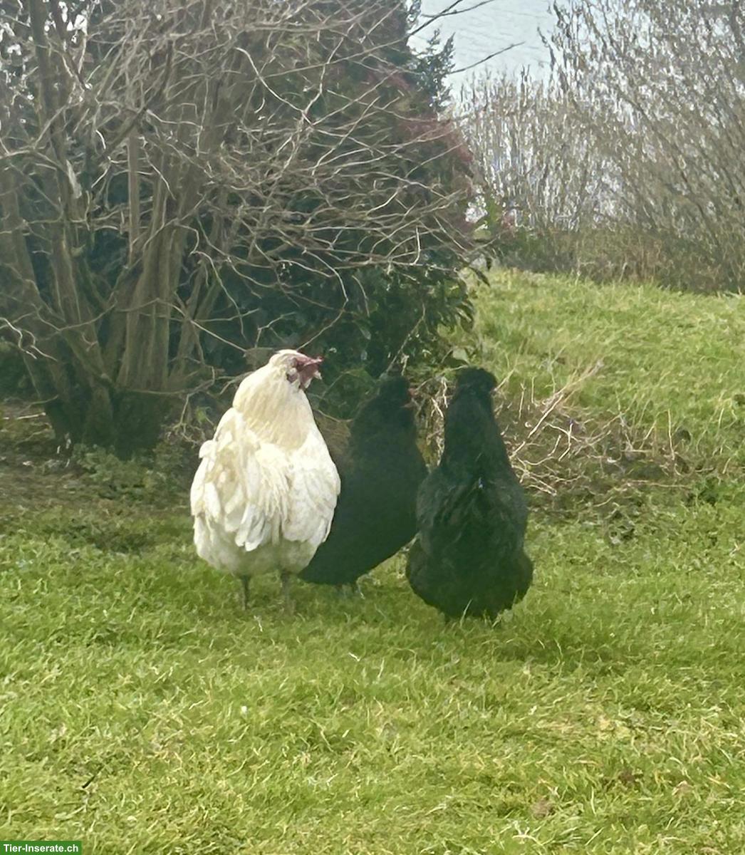 Araucana Hühner, 1 Hahn mit 2 Hennen