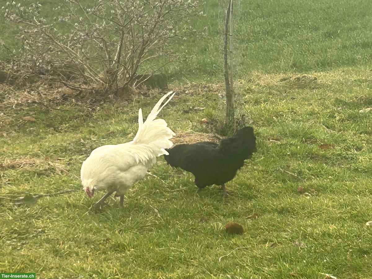 Bild 2: Araucana Hühner, 1 Hahn mit 2 Hennen
