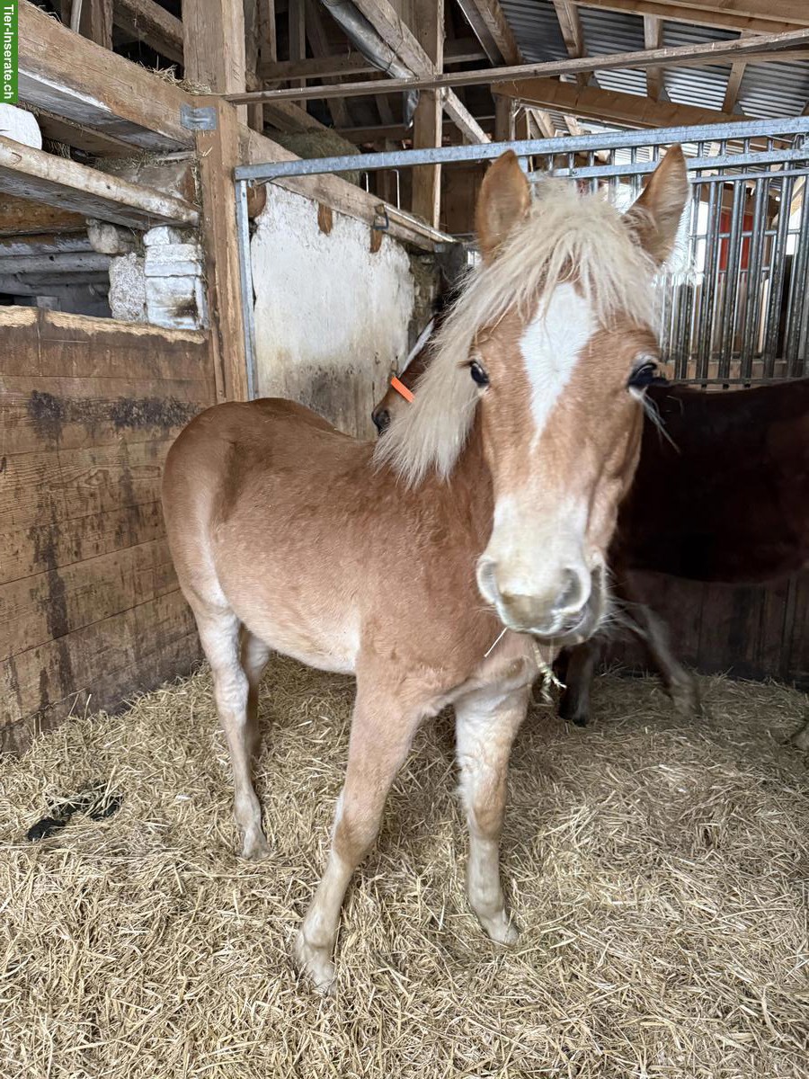 Sehr zutrauliches Haflinger Hengst Fohlen 2025