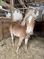 Sehr zutrauliches Haflinger Hengst Fohlen 2025