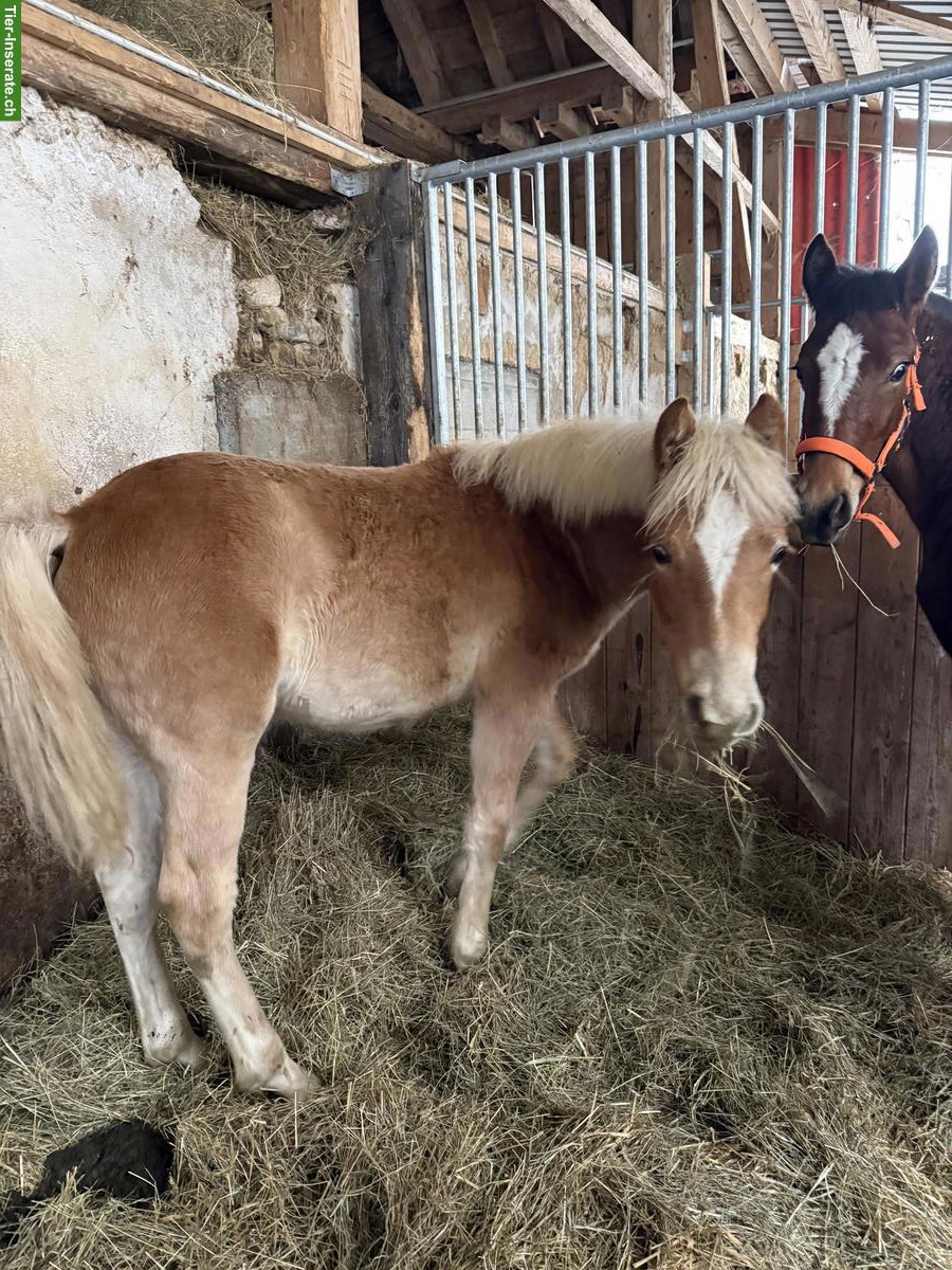 Bild 2: Sehr zutrauliches Haflinger Hengst Fohlen 2025
