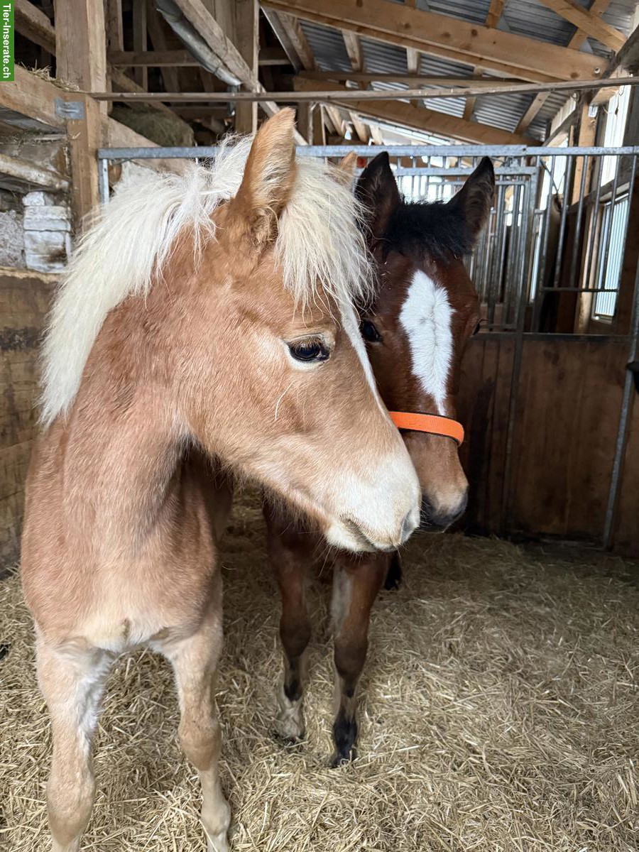 Bild 4: Sehr zutrauliches Haflinger Hengst Fohlen 2025