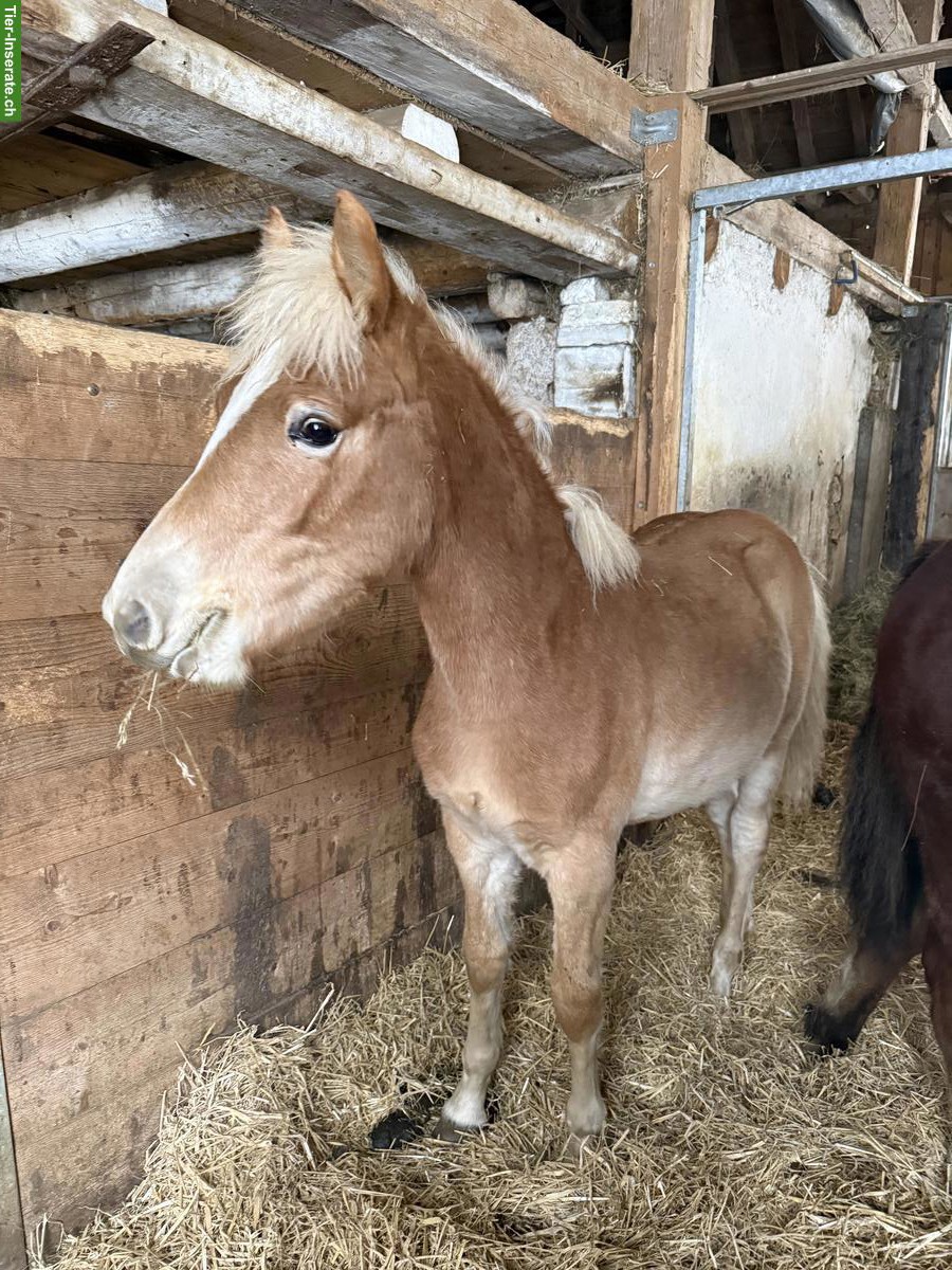 Bild 6: Sehr zutrauliches Haflinger Hengst Fohlen 2025