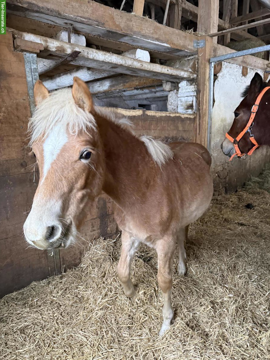 Bild 7: Sehr zutrauliches Haflinger Hengst Fohlen 2025