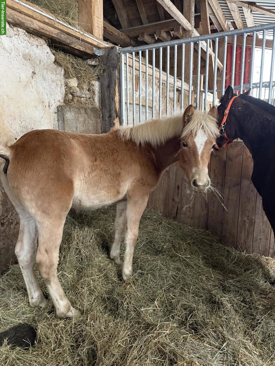 Bild 8: Sehr zutrauliches Haflinger Hengst Fohlen 2025