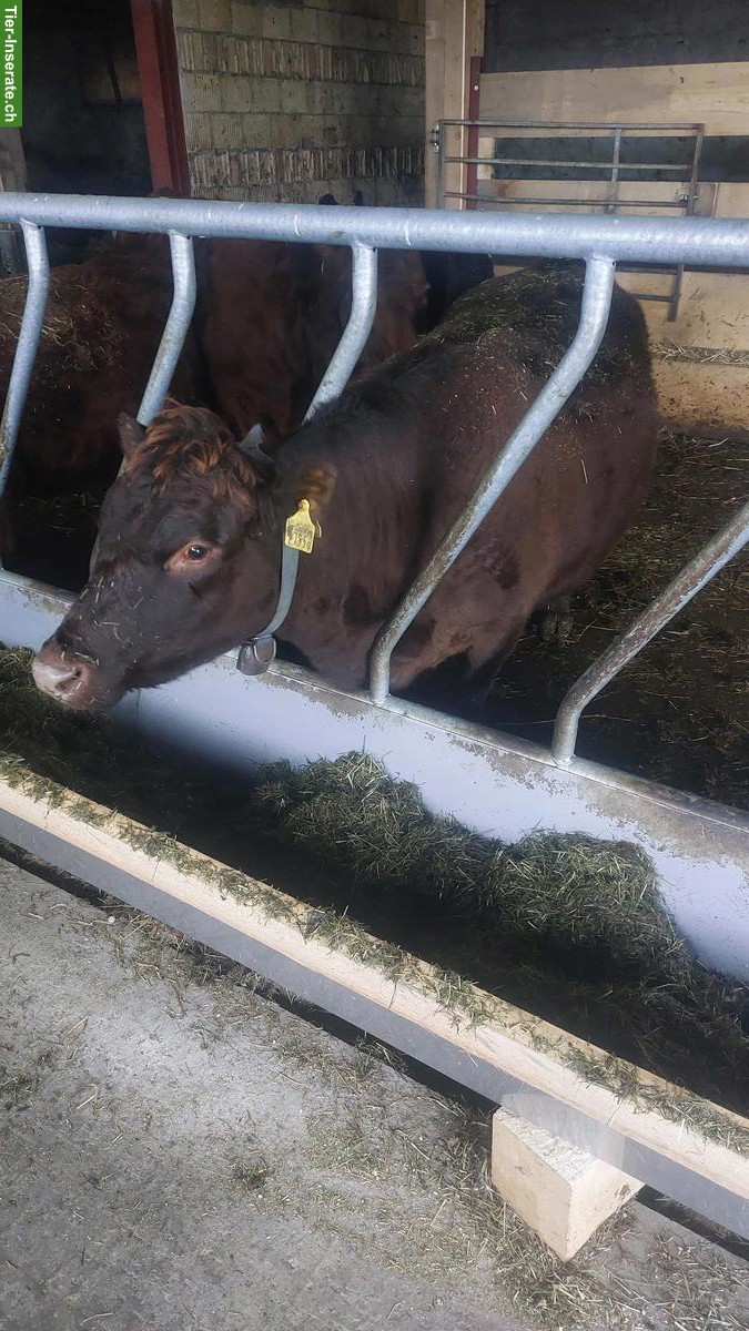 Braune Dexter Kuh, 7-jährig, nicht tragend, zahm