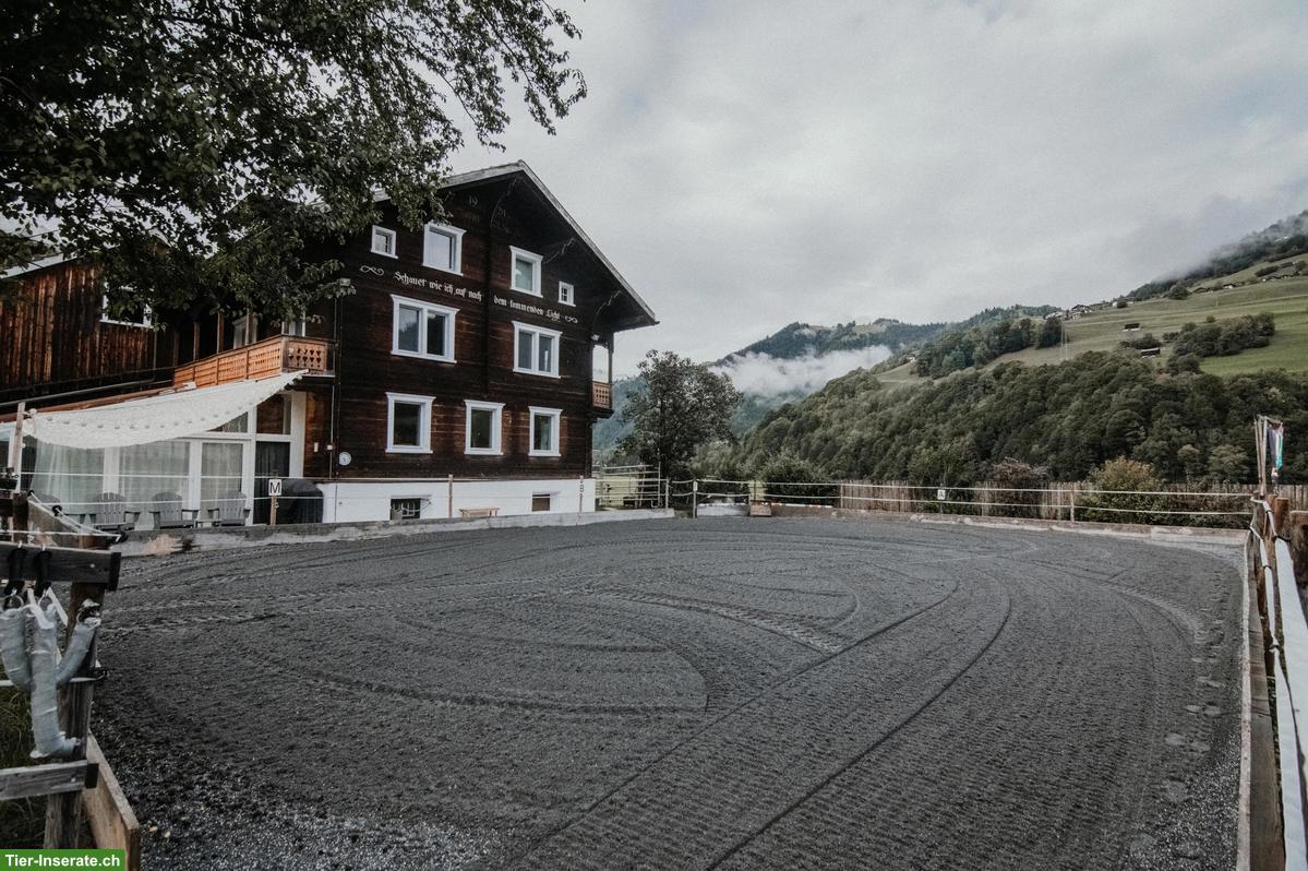 Freier Pensionsplatz in Wallachherde 🐎 im Prättigau