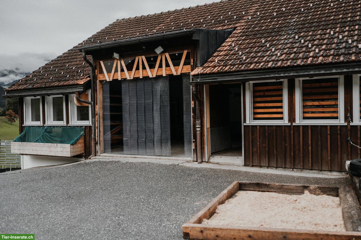 Bild 2: Freier Pensionsplatz in Wallachherde 🐎 im Prättigau