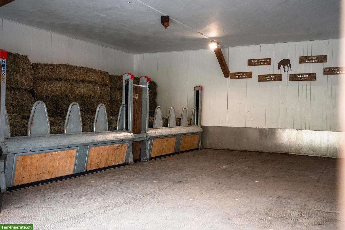 Bild 3: Freier Pensionsplatz in Wallachherde 🐎 im Prättigau
