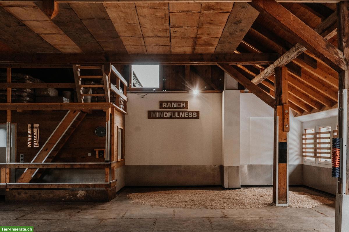 Bild 4: Freier Pensionsplatz in Wallachherde 🐎 im Prättigau