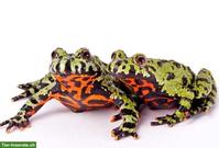 Chinesische Rotbauchunken GESUCHT