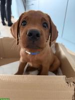 Fox-Red Labrador Welpe 🐶 möchte die Welt mit dir entdecken